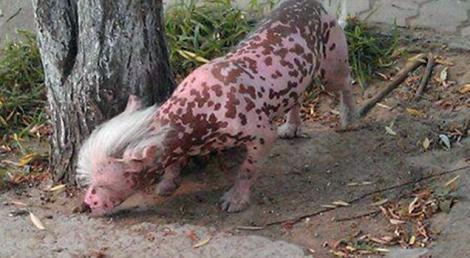 Groaza in China: un animal ,,modificat genetic" umbla liber pe strazile orasului Xiangxiang!