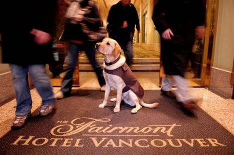 Hoteluri din America si Paris care accepta animalele de companie