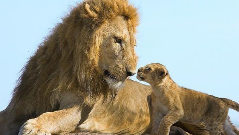 Moment induiosator: Un leu isi alinta puiul recent nascut
