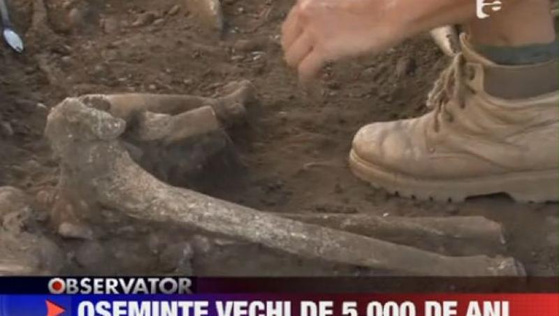 Oseminte vechi de 5.000 de ani, descoperite in Prahova