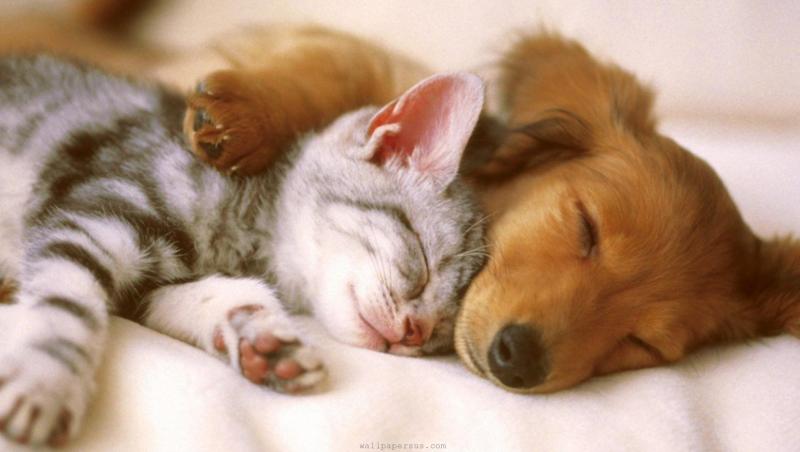 Adorabil! Un caine si o pisicuta se alinta si dorm impreuna!