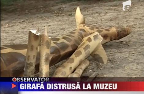 Muzeul Antipa va inlocui girafa distrusa de huligani cu un mamut