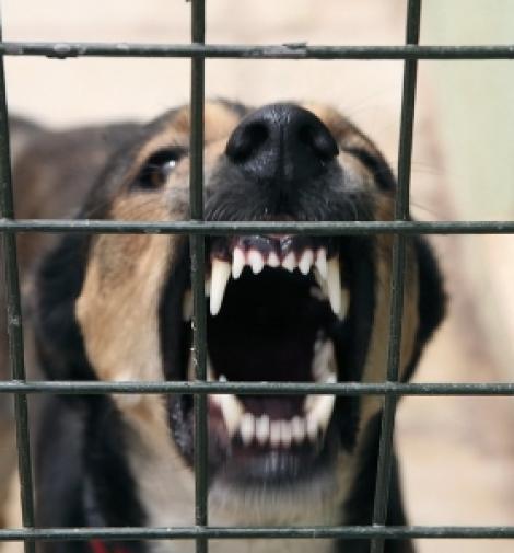 Cangurul de la Zoo Ploiesti, atacat si mancat de 5 caini maidanezi
