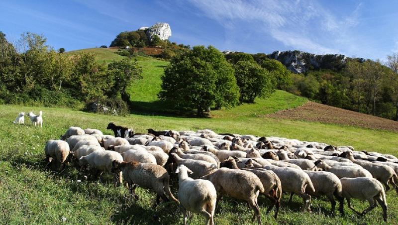 Spirit de turma: Doi romani din Italia au furat 300 de oi