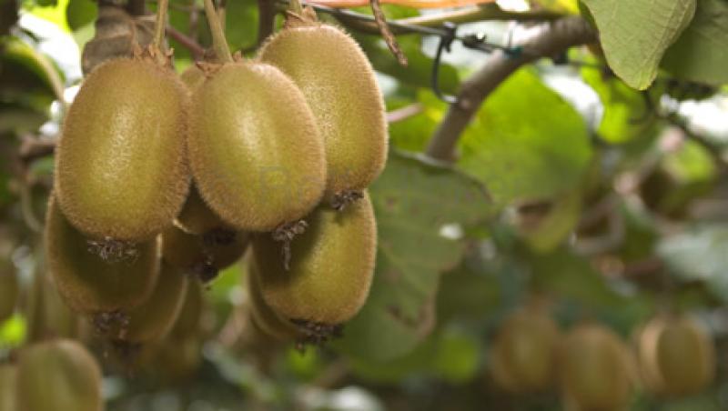 Kiwi, banane si curmale: fructe exotice care vor fi cultivate si in Romania