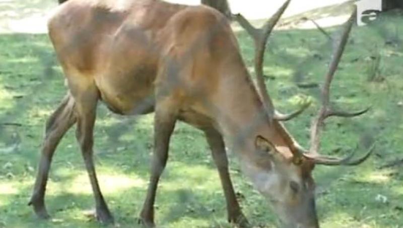 Animalele de la gradina zoologica din Neamt mor de sete din cauza secetei!