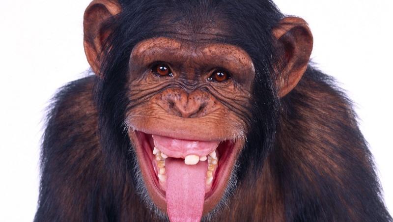 Si ei au dreptul la opinie: Un cimpanzeu de la Zoo a cerut sa fie eliberat!