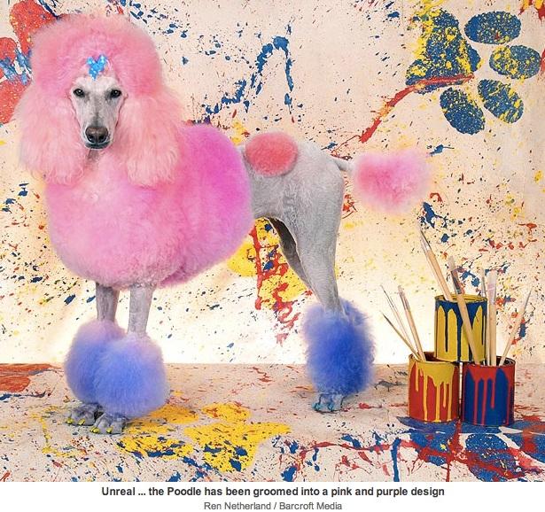 Concursuri canine scapate de sub control: caini vopsiti pana devin de nerecunoscut!