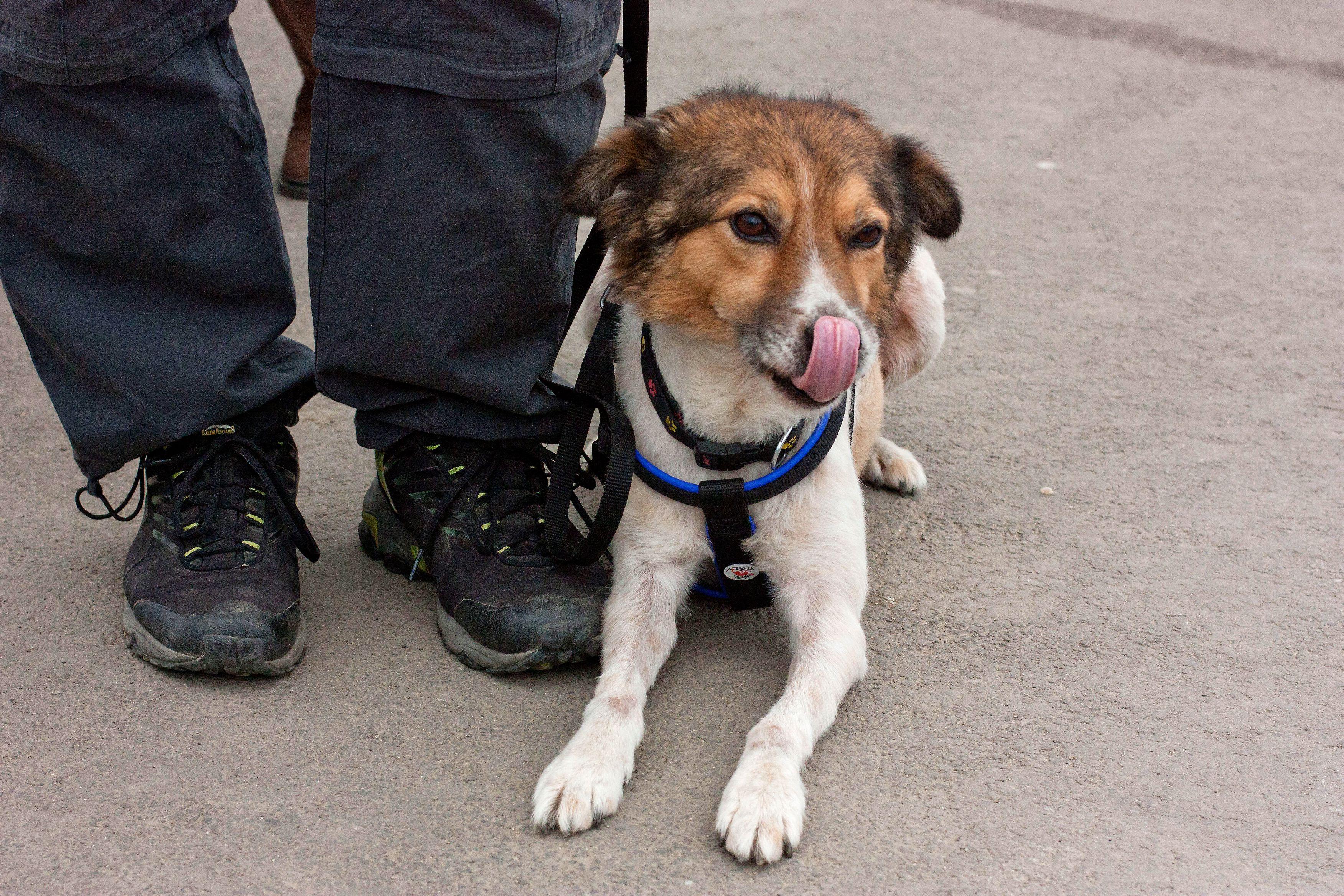 Cainii ar putea fi interzisi intr-un oras american. Vezi aici motivul!