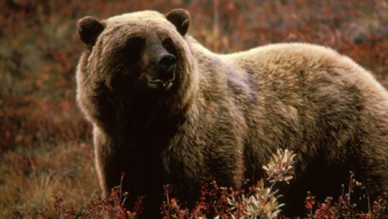 Ursul impuscat de autoritati nu este cel care a atacat trei persoane in Dambovita