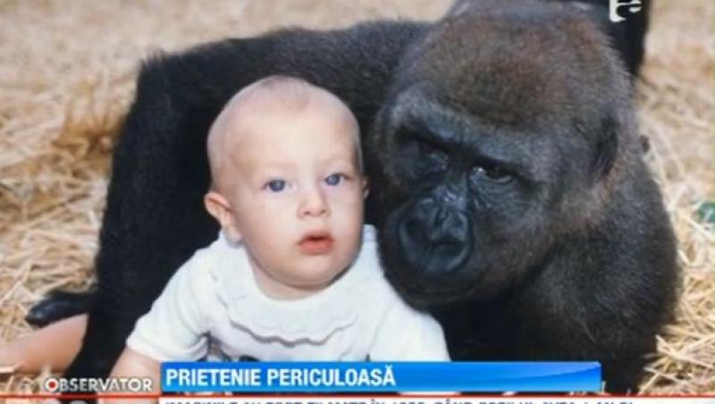 Prietenie neobisnuita intre o fetita de un an si jumatate si o gorila