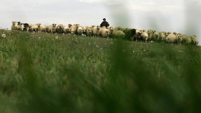 Transhumanta amana cursurile! Peste o suta de elevi de pe Valea Sebesului incep scoala mai tarziu