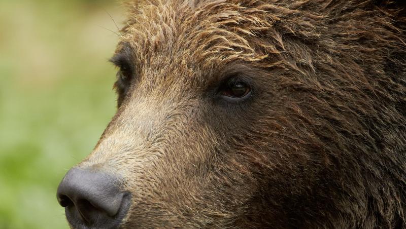 Ursul ataca din nou. Un cioban din Petrosani e in stare grava, cu buza inferioara smulsa