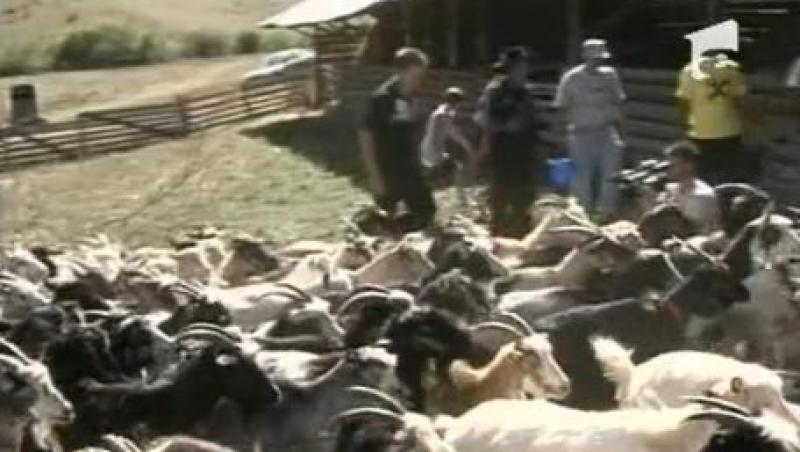 Loteria caprelor! Cateva familii din Cluj au castigat cornutele oferite de o fundatie