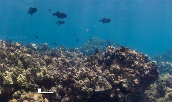 Imagini spectaculoase! Google Oceans, noul program care iti permite sa te "plimbi" pe fundul oceanelor