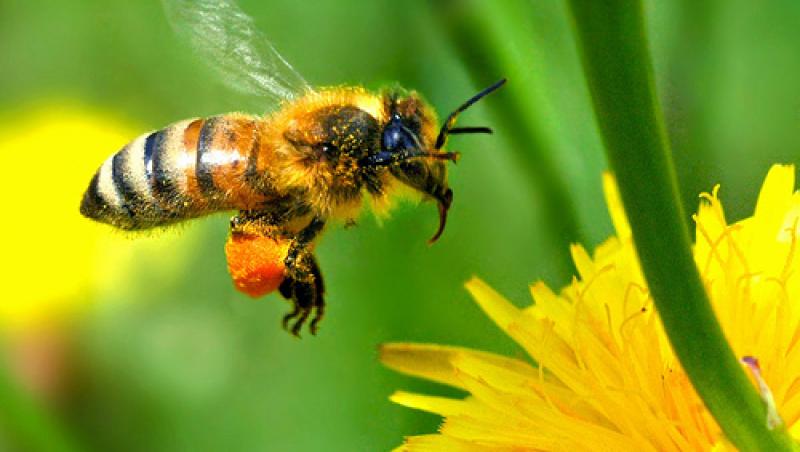 O boala misterioasa ucide albinele in SUA