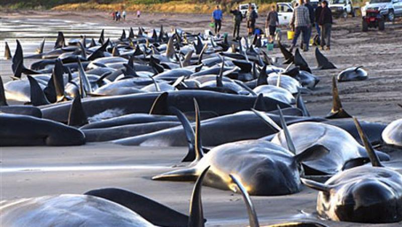Zeci de balene au esuat pe cateva plaje din Scotia si Florida