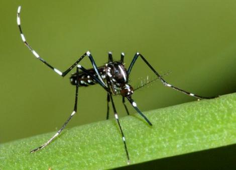 Febra denga face prima victima in Grecia, dupa 85 de ani 