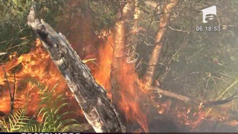 Ard Carpatii! Incendii puternice in Muntii Calimani si Gurghiului