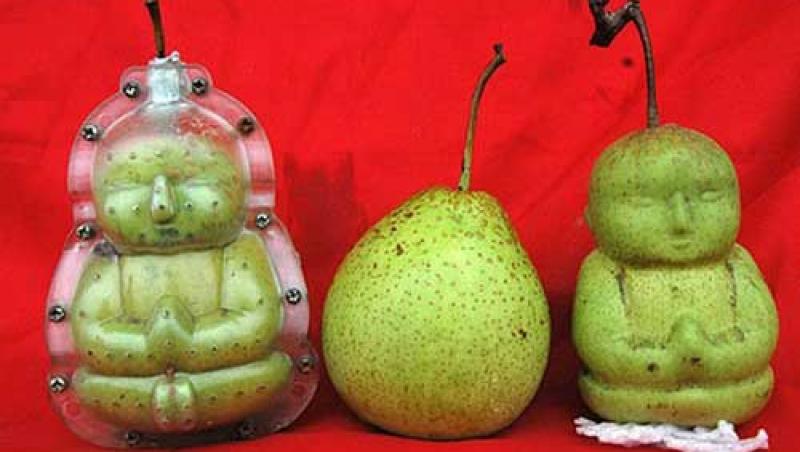 Cel mai original fruct: un fermier chinez a creat pere in forma de Buddha