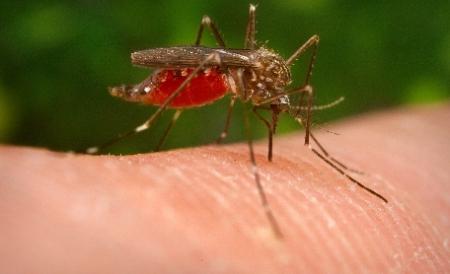 Serbia: Doua persoane au decedat din cauza virsului West Nile