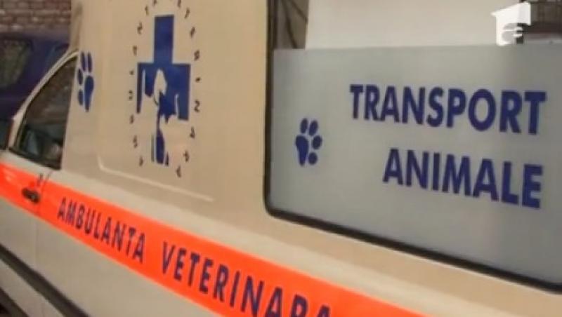 Un medic veterinar din Timisoara a infiintat un serviciu de ambulanta pentru animale