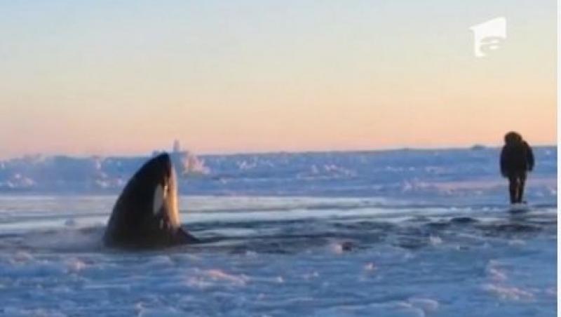 VIDEO! Balene ucigase, prinse sub pojghita de gheata in Canada