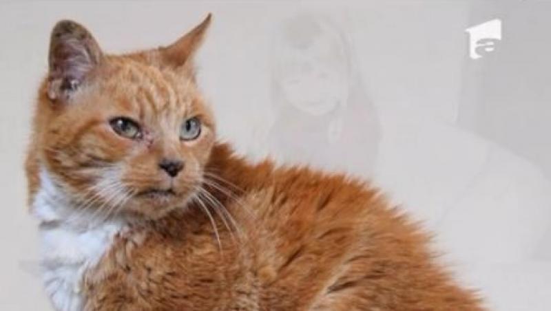 Cea mai batrana pisica din Marea Britanie: Margaret are 116 ani... omenesti