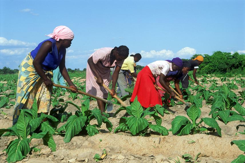 Science World: Irosim jumatate din mancarea produsa la nivel global