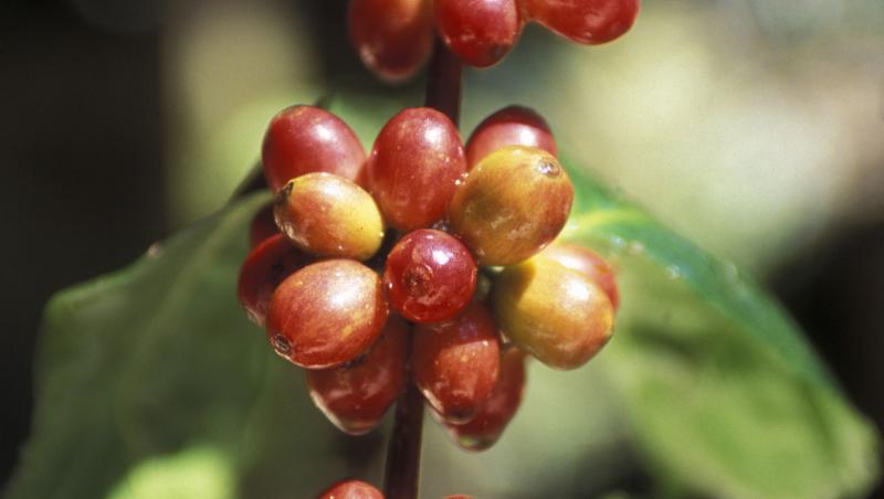 Cercetatorii britanici: Ceaiul din frunzele arborelui de cafea poate reduce riscul diabetului