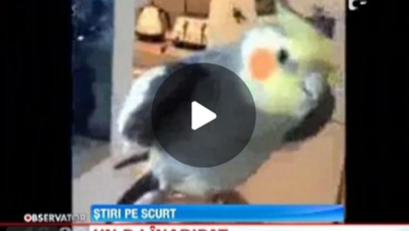 VIDEO: Un papagal DJ face senzatie pe internet!