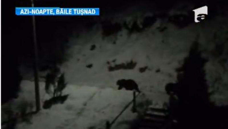 Locatarii din Baile Tusnad dorm cu un ochi deschis pe timpul noptii. Ursii si-au intrerupt somnul de iarna si cauta hrana prin curtile lor