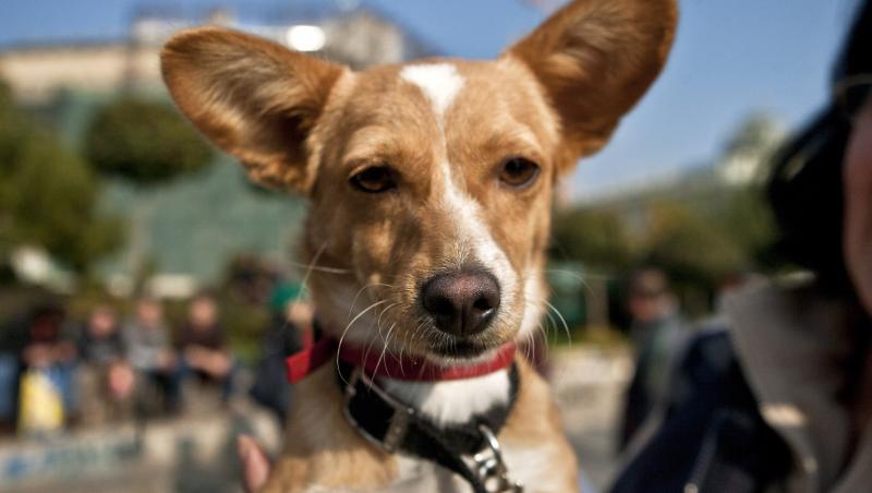 Primii pasi in achizitionarea unui animal de companie