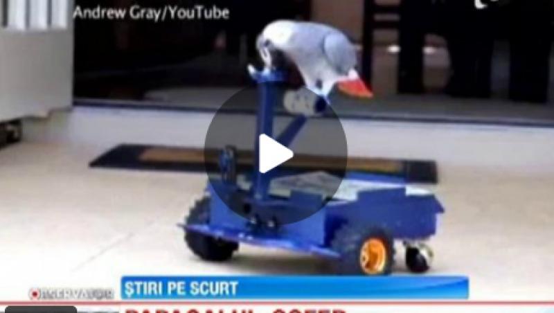 VIDEO: Un papagal din America a invatat sa conduca un vehicul