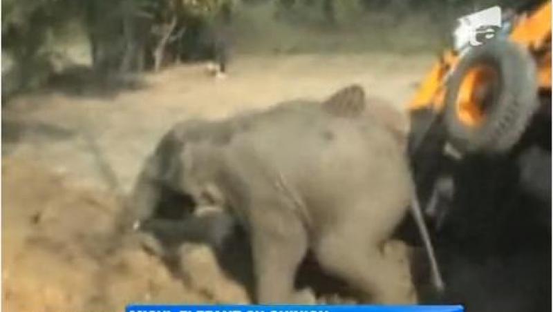 India: Un pui de elefant a fost salvat cu excavatorul din fantana in care cazuse