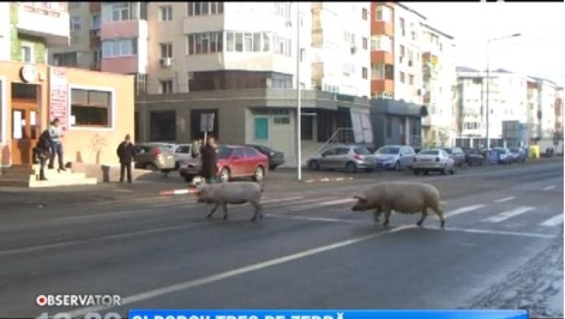 In Alexandria, porcii au inlocuit cainii maidanezi: Se plimba pe trotuar si traverseaza doar regulamentar