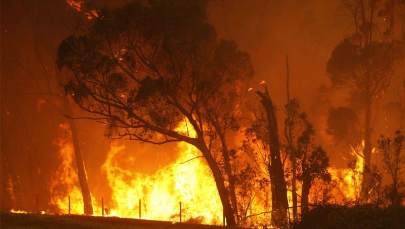 Incendiile de vegetatie fac victime in Australia. Flacarile se apropie de Melbourne