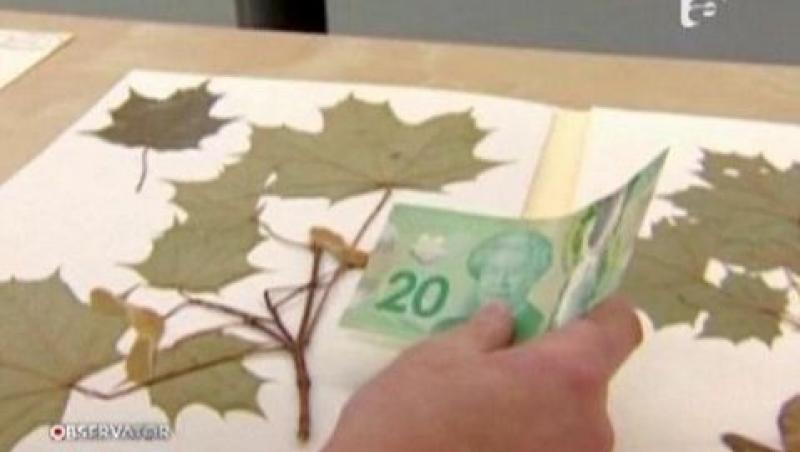 Confuzie creata de Banca Nationala a Canadei: pe bancnote s-a tiparit frunza de artar gresita!