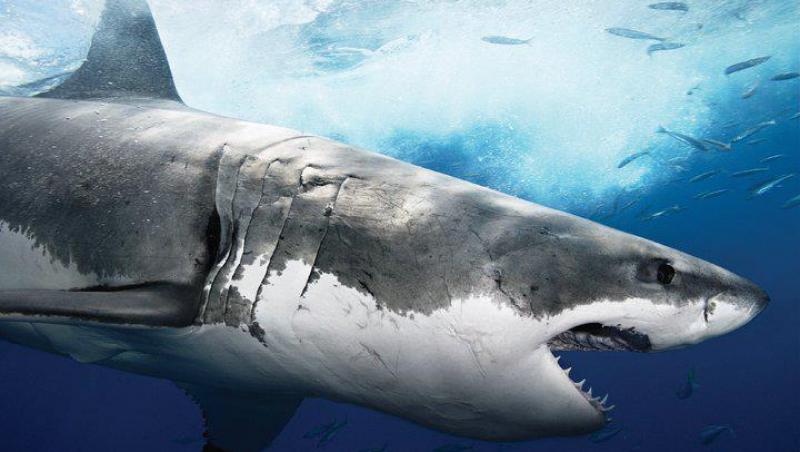 Operatiune inedita in Australia: Trei barbati au salvat un rechin