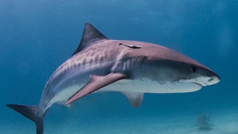 Observator Special: Un pensionar a ajuns vedeta, dupa ce s-a luptat cu un rechin!