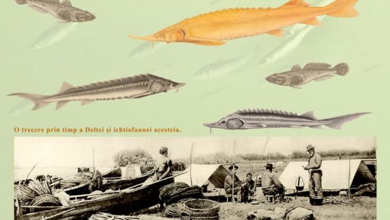  Muzeul Antipa: Pestii din Delta Dunarii, o enigma ce va fi dezlegata duminica