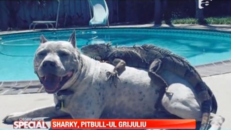 Observator Special: Sharky, cel mai grijuliu pitbull: are grija de un pui de gaina, o iguana si un hamster