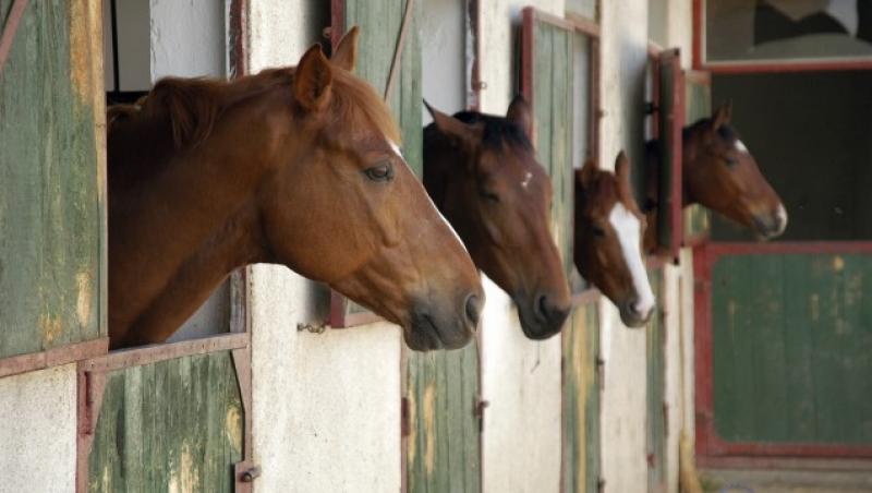 Romania: Caii, o afacere din ce in ce mai profitabila pentru escroci