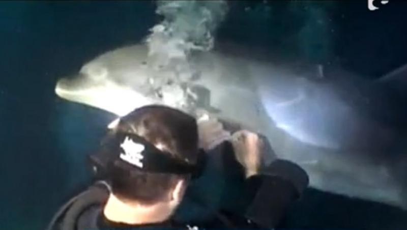 Un delfin ranit in Hawaii a cerut ajutorul unui scafandru, la zeci de metri adancime
