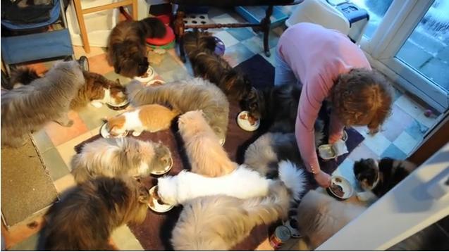 O britanica si-a parasit sotul pentru ca se saturase de cele 40 de pisici ale ei