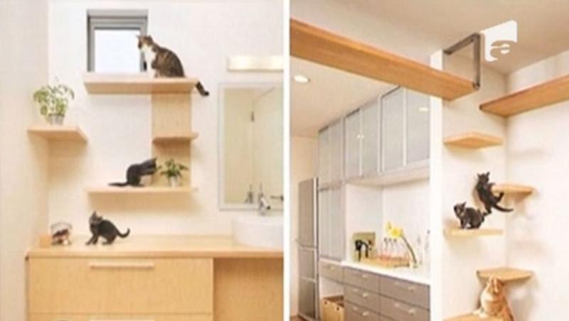 Apartamentele din Japonia sunt amenajate cu mobila pentru... pisici!