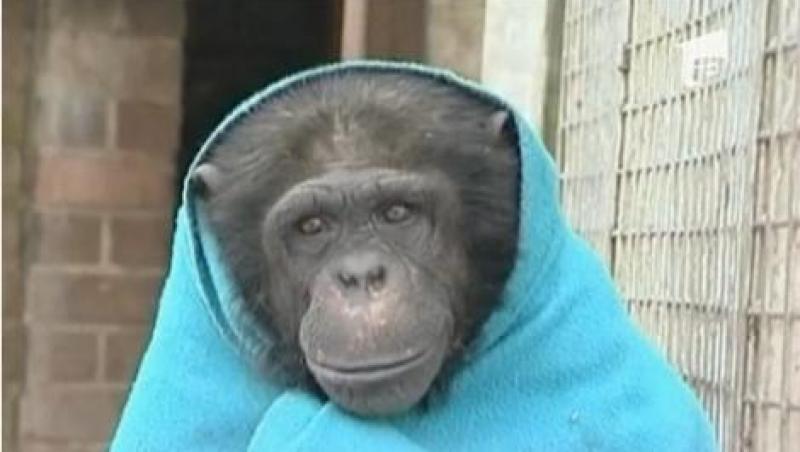 Maimutele de la o gradina zoologica din Marea Britanie primesc paturi si ceai cald pentru a nu ingheta de frig