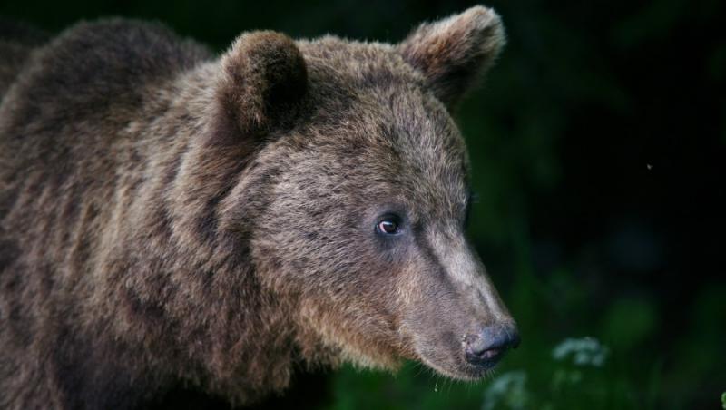 OBSERVATOR SPECIAL: Oare poate omul sa hiberneze? Ce cred cercetatorii spanioli...