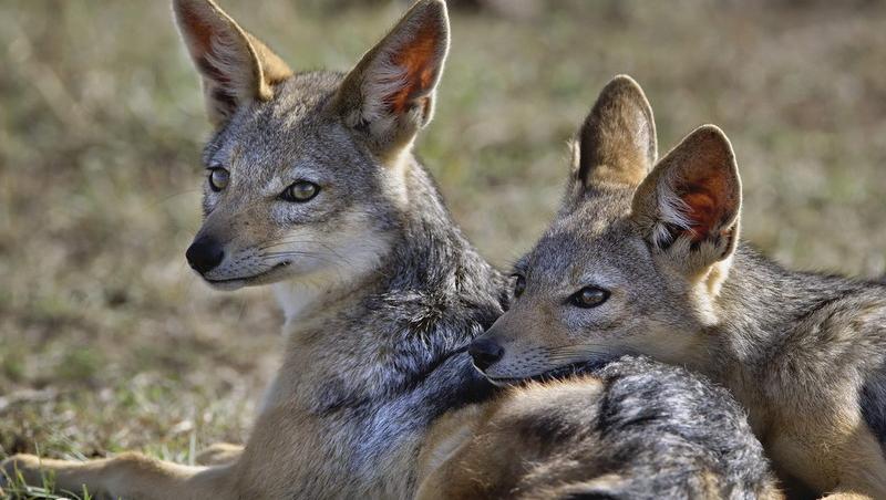 Sacalii, spaima gospodarilor de pe marginea Dunarii. Animalele s-au inmultit si ataca in haita