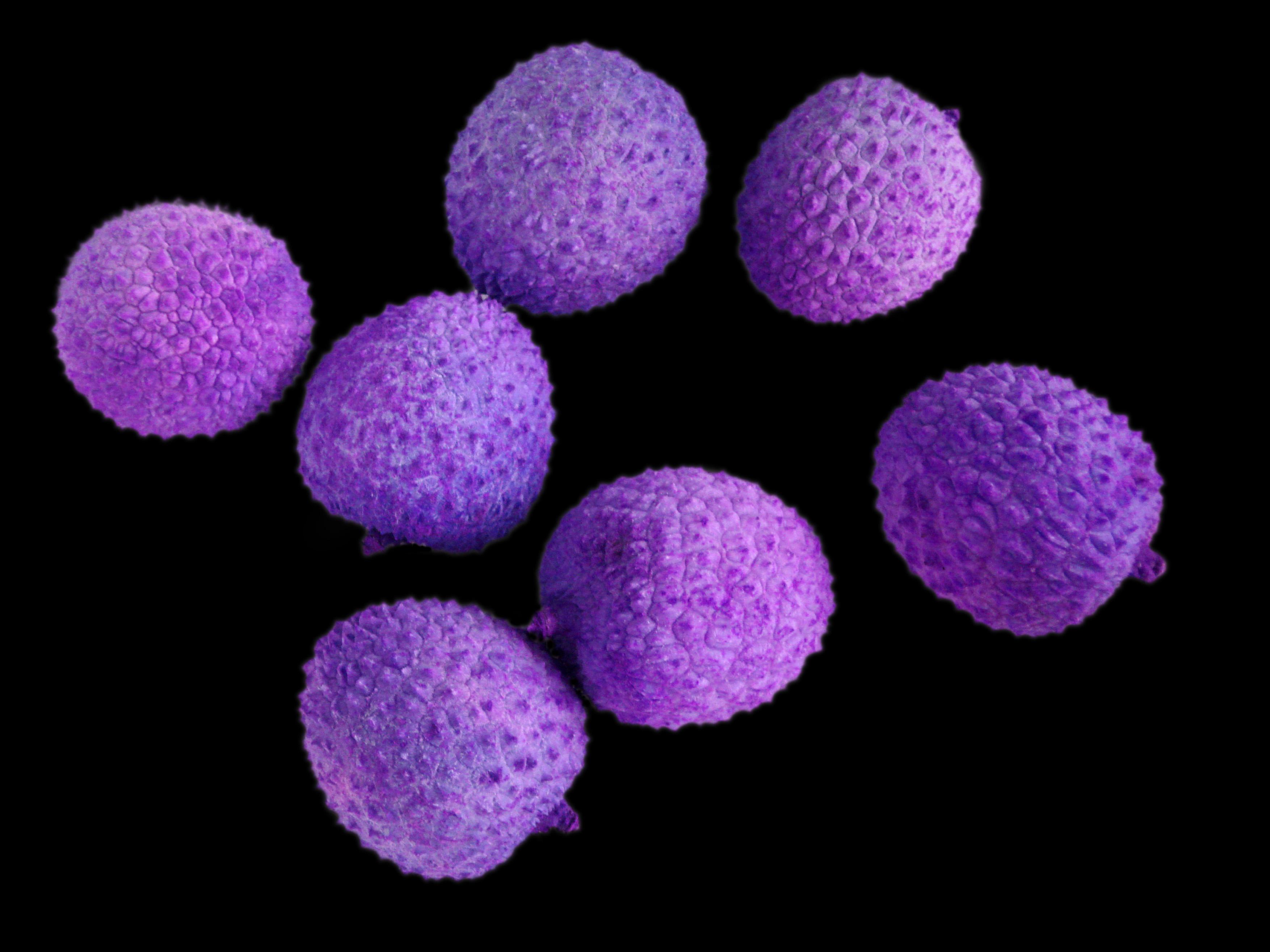 Cele mai vechi forme de viata, descoperite in Australia